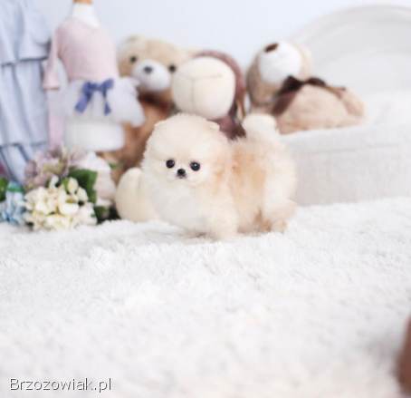 Super urocze miniaturowe szczenięta pomeraniana gotowe do adopcji PILNE PILNE