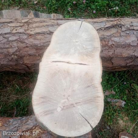 Plaster drewna,  plastry 10 zł sztuka