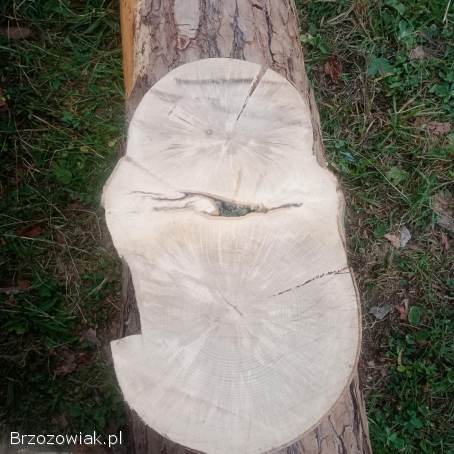 Plaster drewna,  plastry 10 zł sztuka