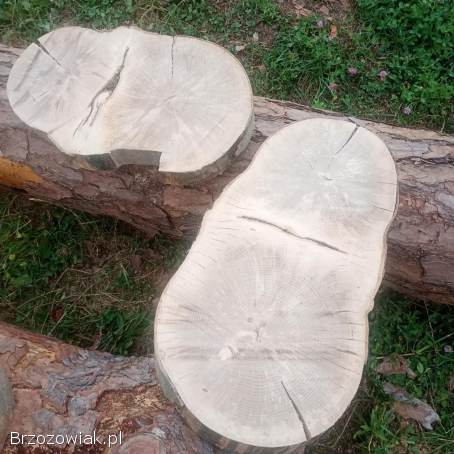 Plaster drewna,  plastry 10 zł sztuka