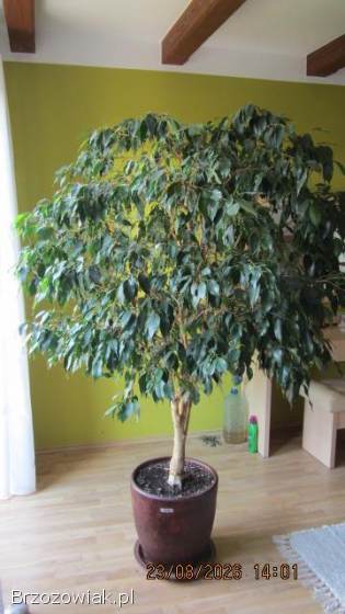 Sprzedam Fikus benjamina
