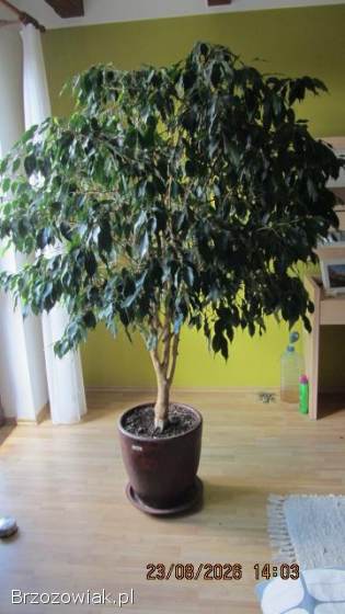 Sprzedam Fikus benjamina