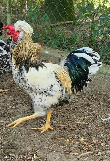 Kogut czubatki