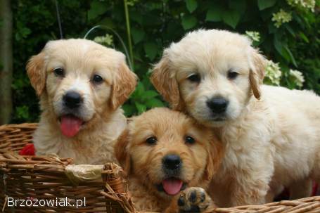 Golden retriever szczenięta rodowód złote białe