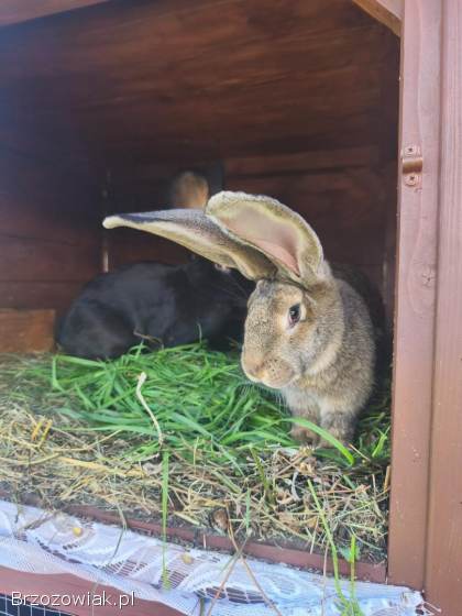 Króliki BOS