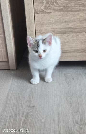 Kotek