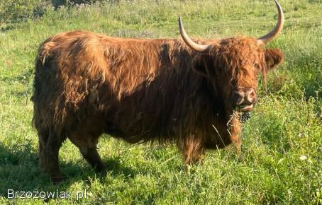Krowy Szkockie Highland Bydło Byk Mamki Cielaki