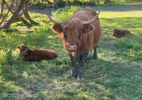 Krowy Szkockie Highland Bydło Byk Mamki Cielaki