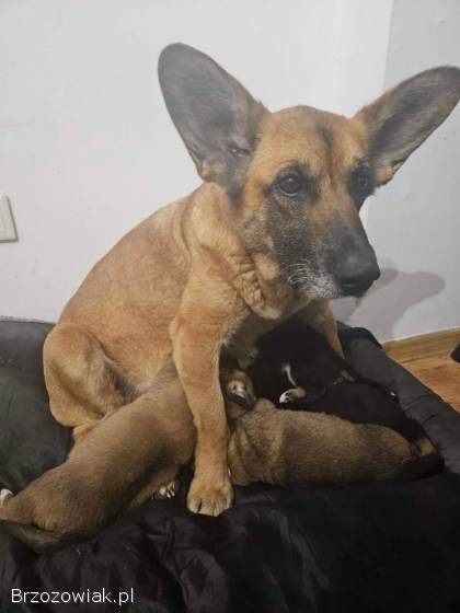 Fiona -  nieduża,  rodzinna,  niekonfliktowa sunia!