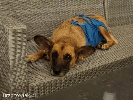 Fiona -  nieduża,  rodzinna,  niekonfliktowa sunia!