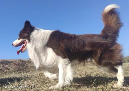 Wspaniały Pies FAZI -  BORDER COLLIE z pełną dok.  super rodzice -  przebadani