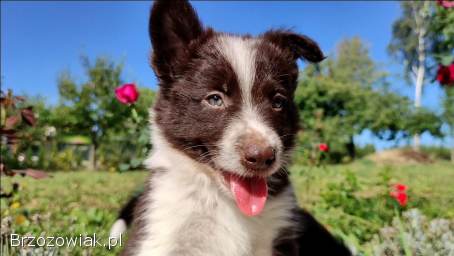 Wspaniały Pies FAZI -  BORDER COLLIE z pełną dok.  super rodzice -  przebadani