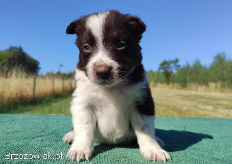 Wspaniały Pies FAZI -  BORDER COLLIE z pełną dok.  super rodzice -  przebadani