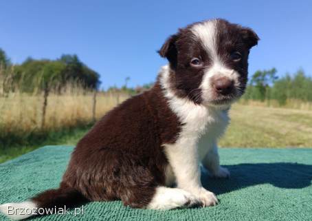 Wspaniały Pies FAZI -  BORDER COLLIE z pełną dok.  super rodzice -  przebadani