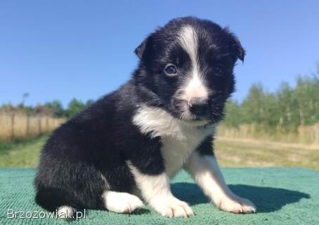 Wspaniały Pies FABIO -  BORDER COLLIE z pełną dok.  super rodzice -  przebadani