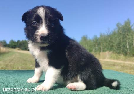 Wspaniały Pies FABIO -  BORDER COLLIE z pełną dok.  super rodzice -  przebadani