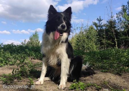 Wspaniały Pies FABIO -  BORDER COLLIE z pełną dok.  super rodzice -  przebadani