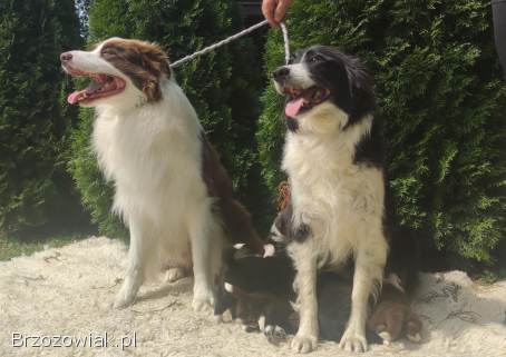 Wspaniały Pies FABIO -  BORDER COLLIE z pełną dok.  super rodzice -  przebadani