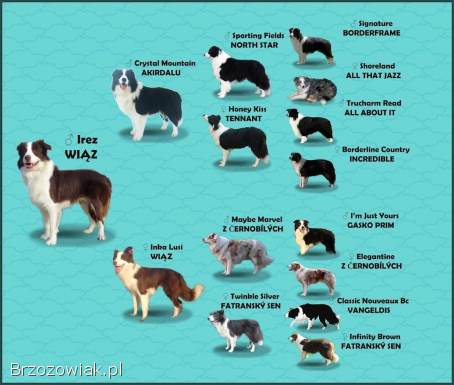 Wspaniały Pies FABIO -  BORDER COLLIE z pełną dok.  super rodzice -  przebadani