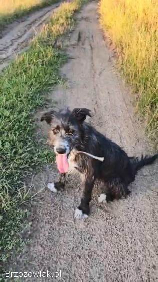 Kosmo -  młodziutki,  wesoły mini wilczarz szuka domu!