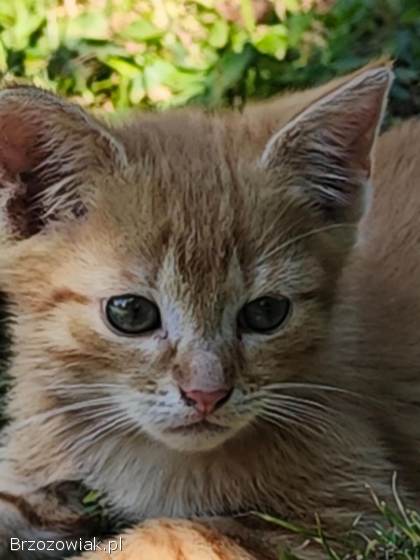 Kotki
