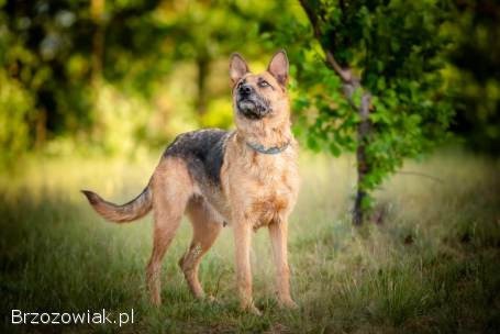 Lola -  młodziutka,  przyjazna suczka owczarka