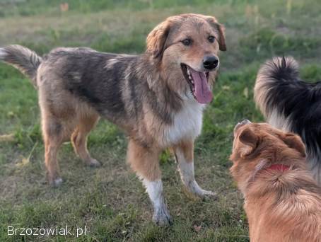 Sofi -  roczna,  domowa,  wychowana sunia
