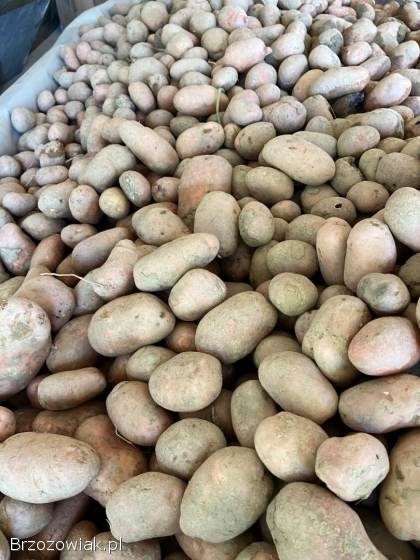 Ziemniaki jadalne 30gr/kg paszowe odpady dla zwierząt itp