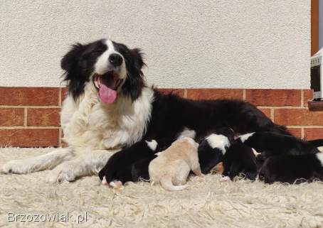 Pies ee-red BORDER COLLIE -  pełna dok.  REZERWACJE