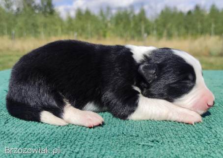 Prześliczna Suczka BORDER COLLIE -  pełna dok.  super rodzice