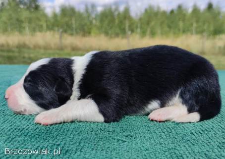 Prześliczna Suczka BORDER COLLIE -  pełna dok.  super rodzice