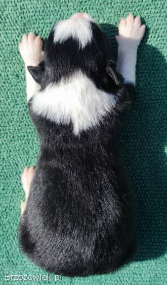 Prześliczna Suczka BORDER COLLIE -  pełna dok.  super rodzice