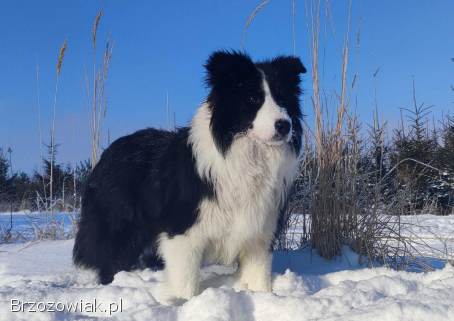 Prześliczna Suczka BORDER COLLIE -  pełna dok.  super rodzice REZERWACJE