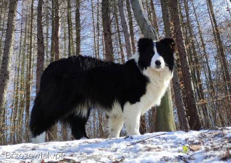 Prześliczna Suczka BORDER COLLIE -  pełna dok.  super rodzice REZERWACJE