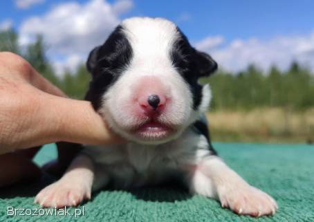 Prześliczna Suczka BORDER COLLIE -  pełna dok.  super rodzice REZERWACJE