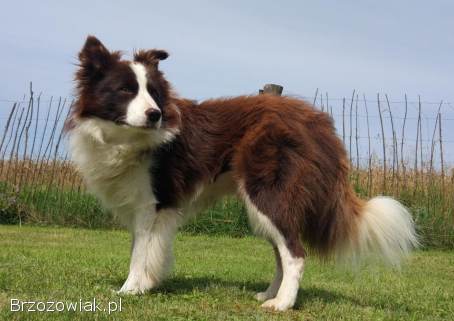 Reproduktor -  Krycie -  Border Collie