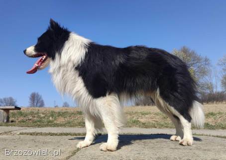 Reproduktor -  Krycie -  Border Collie