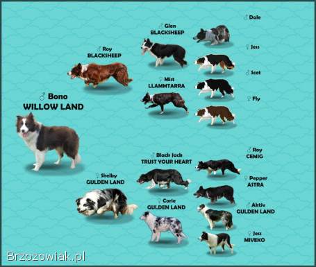 Reproduktor -  Krycie -  Border Collie