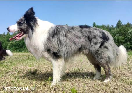 Reproduktor -  Krycie -  Border Collie