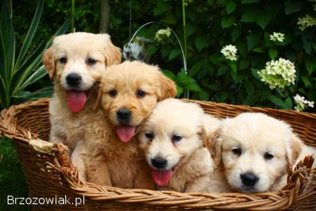Golden retriever szczeniaki 8 tygodni