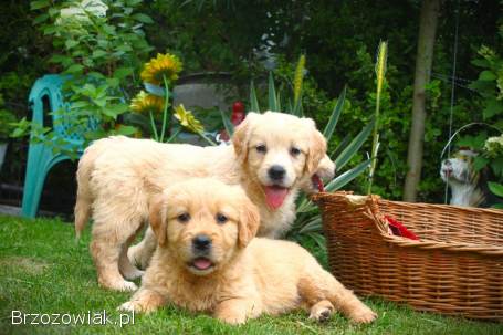 Golden retriever szczeniaki 8 tygodni