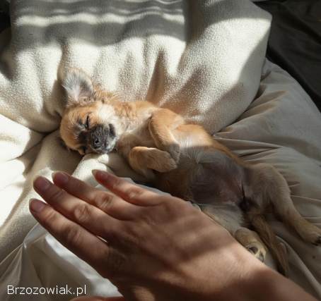Chihuahua szczeniaczek suczka 🩷