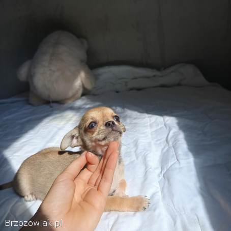 Chihuahua chłopiec cudowny mini pluszaczek 🐾