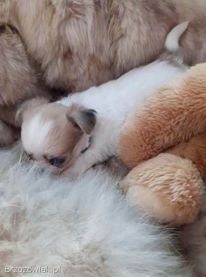 Chihuahua szczeniaczki 🩵🐾🩷