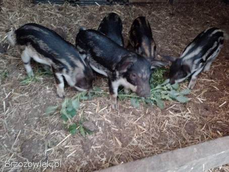 Prosięta mangalica
