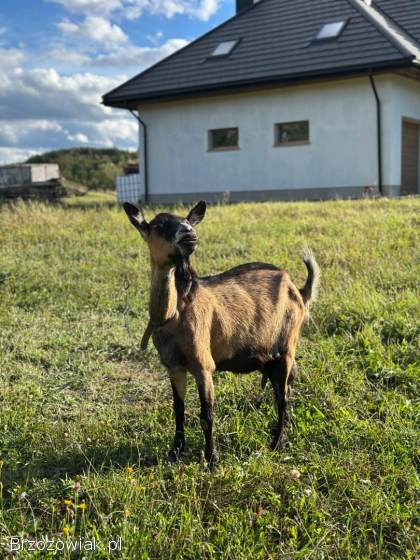 Sprzedam kozę dojną po 3 wykotach