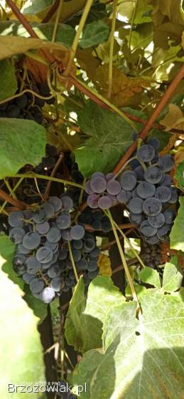 Winogron na soki lub wino
