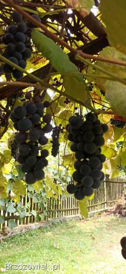 Winogron na soki lub wino