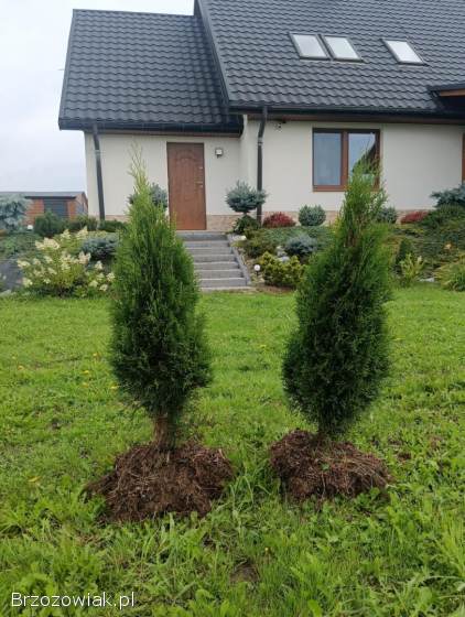 Tuja szmaragd