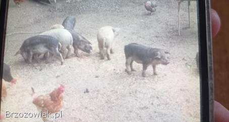 Świnie mangalice prosięta